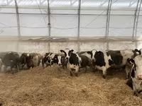 Kuh, Holstein-Rasse — Foto 2