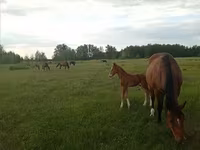 Madyan, American shetland pony — foto 8