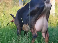 Capră, Nubian Goat — foto 1