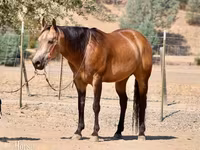 At, Quarter Horse — foto 2