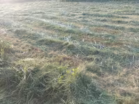 Сено разнотравье тюки — photo 3