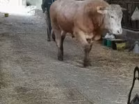 Bou, Blonde d’Aquitane cattle — foto 1