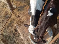 Bulle, Holstein-Rasse — Foto 5