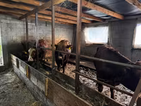 Bou, Vaca Limousine — foto 1