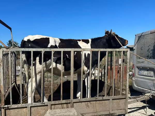 Touro, Raça Holstein
