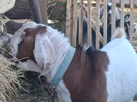Cabro, Nubian Goat — foto 4