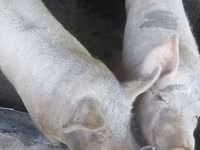 मादा सूअर, सूअर — फ़ोटो 1
