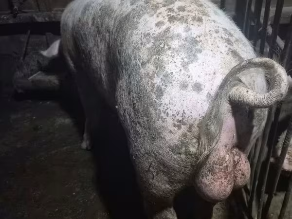 Boar,  — Moldova