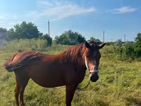 Mare, Horses — photo 2