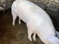 Boar, Pigs — photo 2