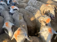 Schaf, Schafe — Foto 4