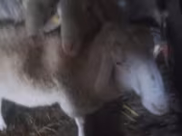 Berbec, Assaf sheep — foto 2