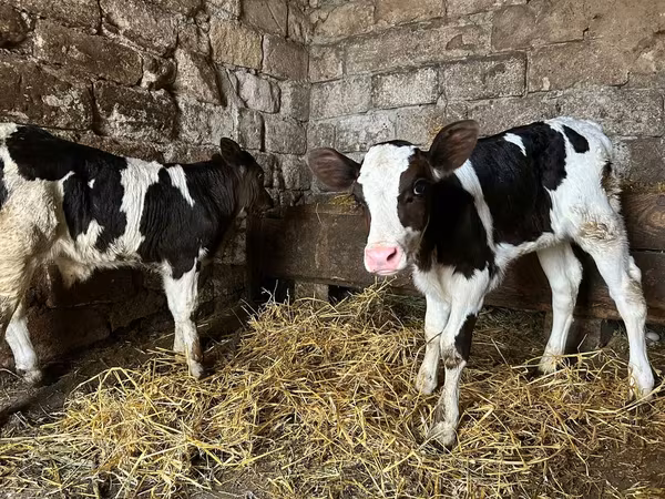 公牛, Cattle — 摩尔多瓦