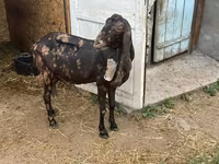 Ziege, Kamori goats — Foto 5