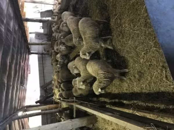 Bélier, Moutons
