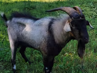 बकरा, Nubian Goat — फ़ोटो 3