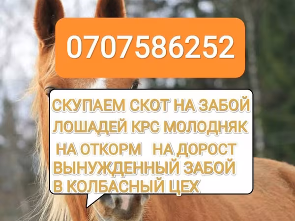 Букачар, Сиырлар