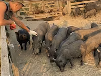 Boar, Вьетнамская вислобрюхая — photo 4
