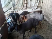 Berbec, Rhon sheep — foto 1