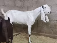 Cabra, Kamori goats — foto 1