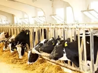 Touro, Raça Holstein — foto 4