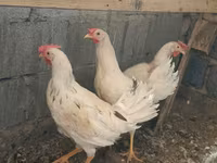 براهما — الصورة 7