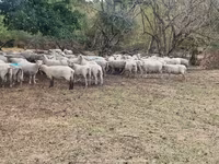 母羊, Baerchuke sheep — 照片 3