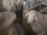 Oaie, Tian-Shan semifinewool sheep — foto 3