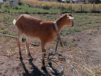 عنزة, الماعز — الصورة 1