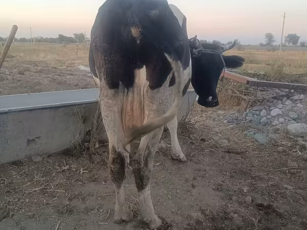 母牛, Holstein breed