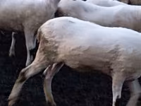 Oaie, Tsigai sheep — foto 3
