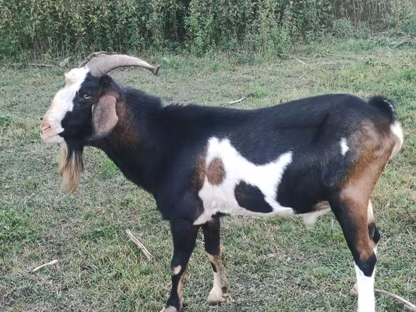 公山羊, Nubian Goat — 摩尔多瓦