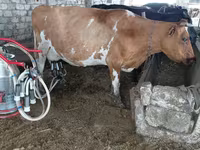 Vacă, Rasa Jersey — foto 1