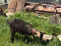 عنزة, Nubian Goat — الصورة 4