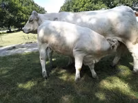 Vacă, Charolais cattle — foto 3