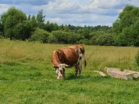 Vacă, Simmental cattle — foto 7