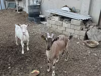 Goat, Goats — photo 1