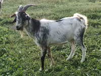 बकरा, Nubian Goat — फ़ोटो 2
