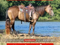 حصان, Quarter Horse — الصورة 1