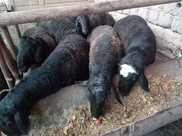 Berbec, Rhon sheep