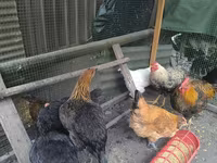 Chickens — photo 2