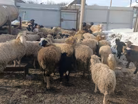 Schaf, Romanov sheep — Foto 1