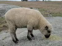 Qoç, Hampshire sheep — foto 4