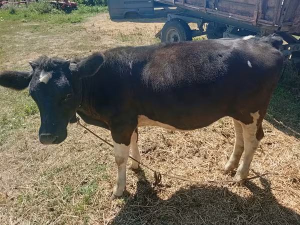 Vacă, Bovine — Republica Moldova