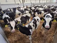 Taureau, Race Holstein — photo 1