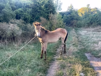 Hengst, Pferde — Foto 4