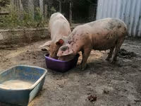 Säue, Schweine — Foto 3