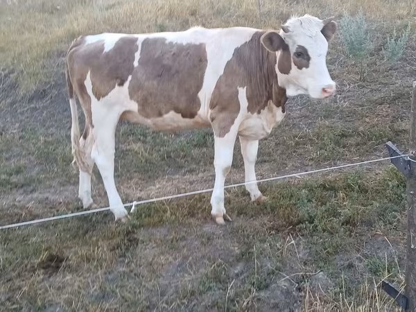 Vacă, Bovine — Republica Moldova