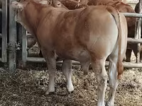 Bou, Vaca Limousine — foto 2
