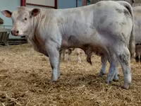 Bou, Charolais cattle — foto 4